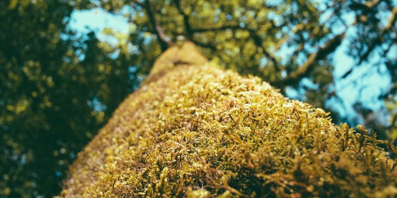 Yu Jihuang：将绿色设计融入日常生活的可持续生活倡导者